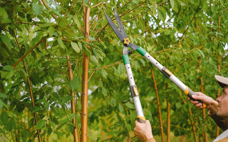 Tree trimming in Hudson, IA