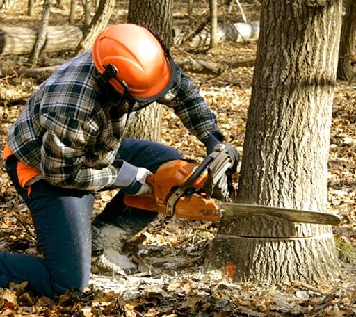 Tree Removal in Hudson, IA